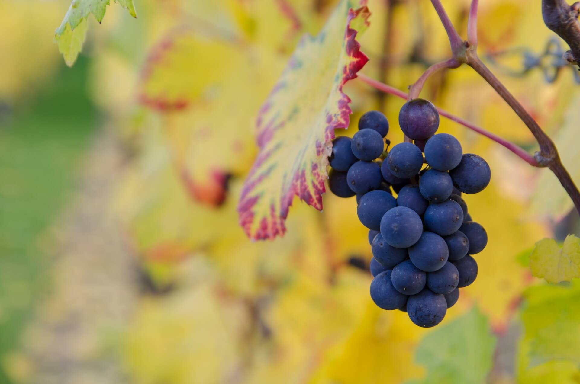 Grappes de raisin Melon de Bourgogne dans les vignes du domaine
