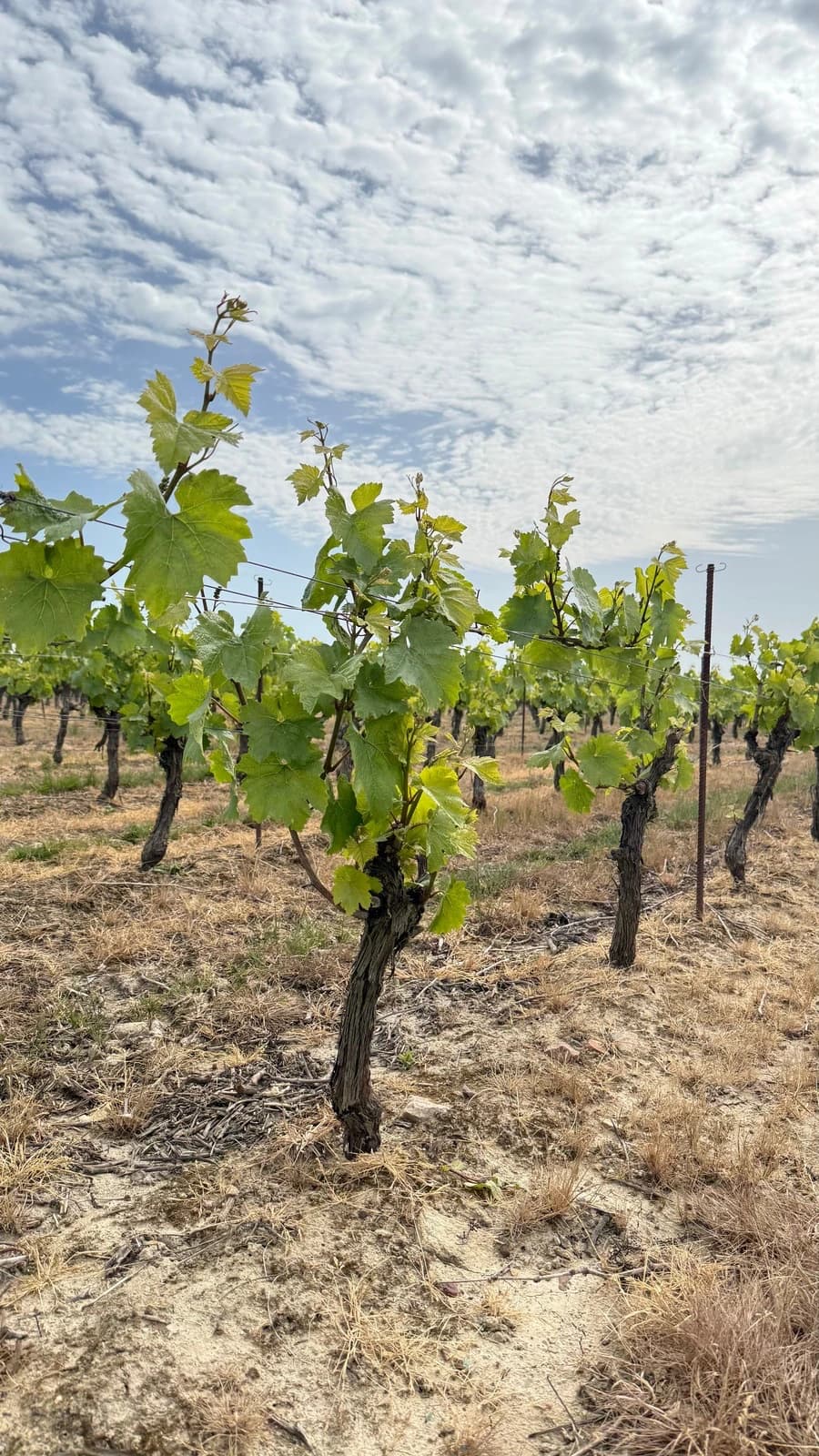 Rangées de vignes du Domaine Durand