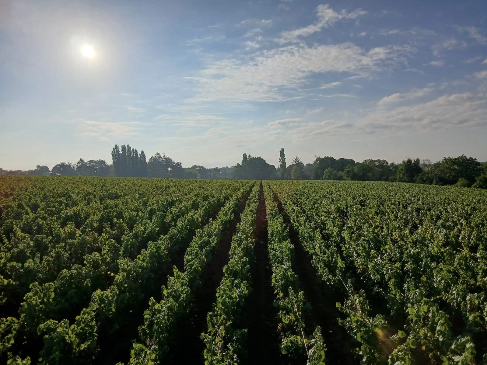 Chai de vieillissement du Domaine Durand