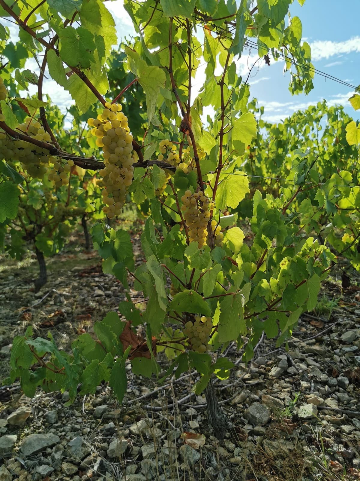 À la découverte du Melon B - Vignoble Durand
